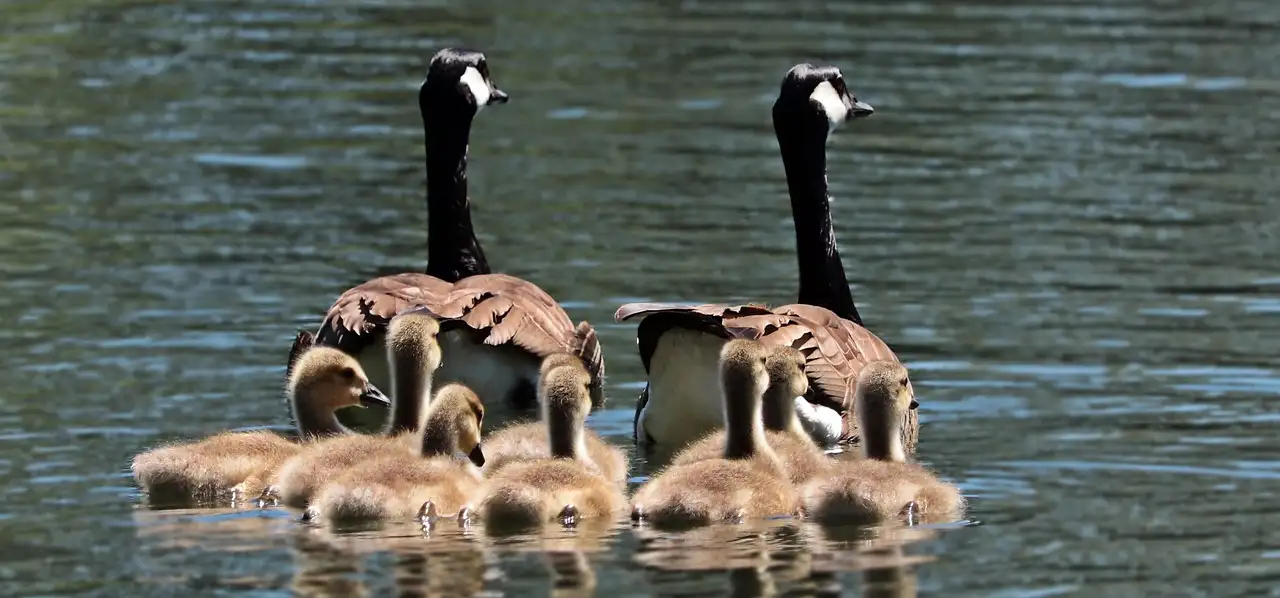 Familia wonen