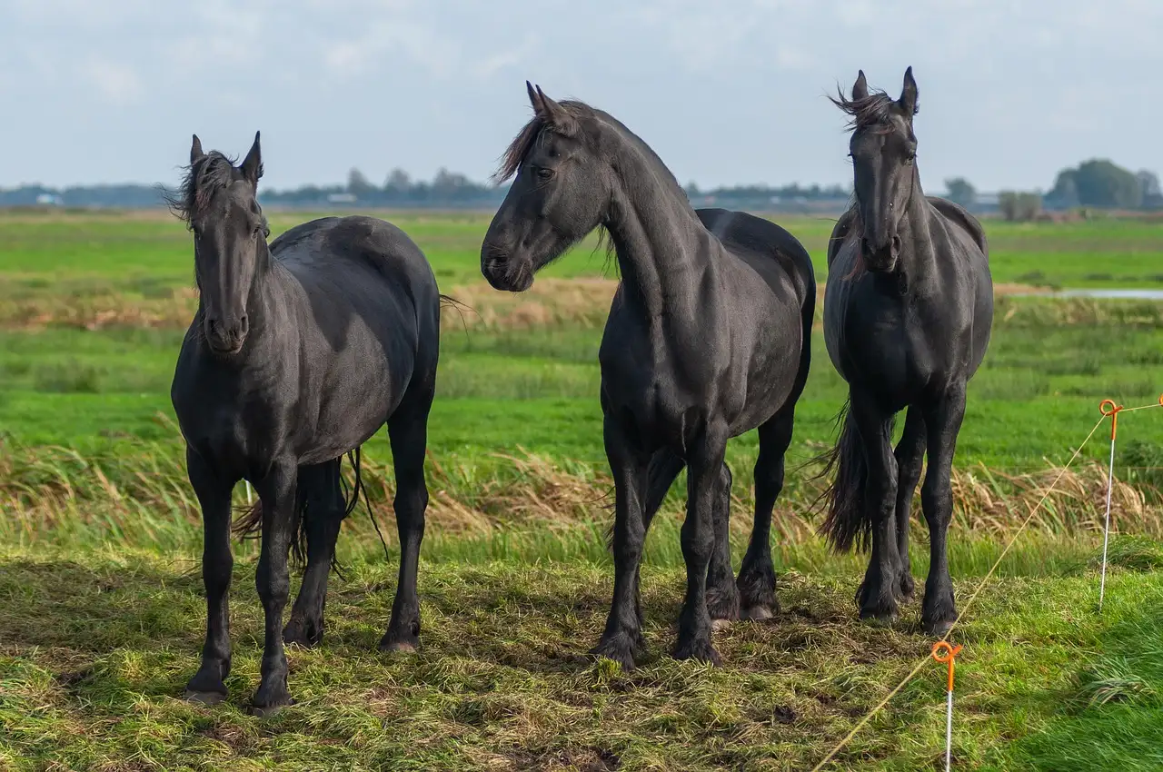 Landelijk wonen friesland