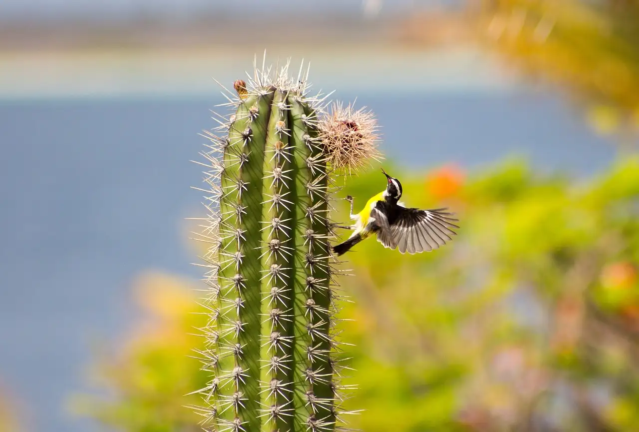 Wonen en werken op Bonaire: Alles wat u moet weten