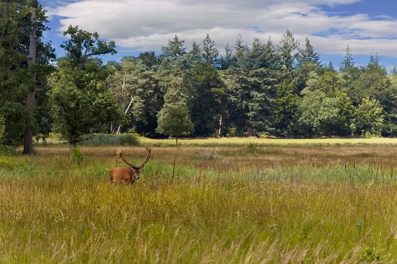 Wonen noord veluwe